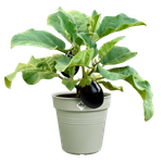 green basics growpot 30cm stone green